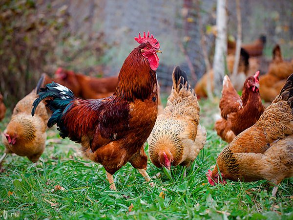 Породы куриц | ЗооТом - продажа, вязка и услуги для животных в Крымске