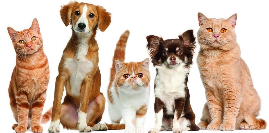 Доска объявлений о животных | ЗооТом - продажа, вязка и услуги для животных в Крымске