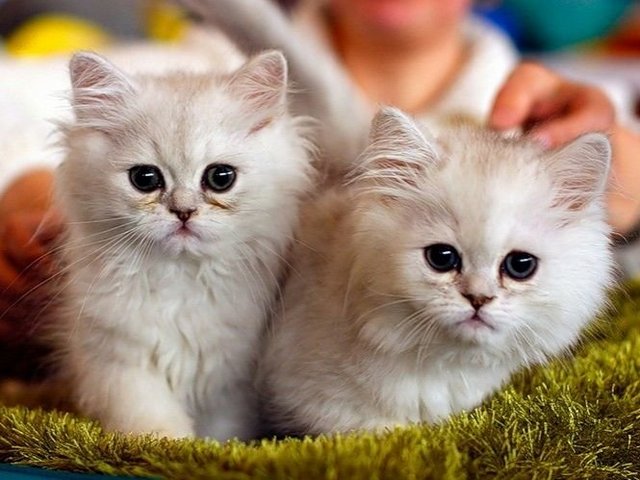 Породы кошек в Крымске | ЗооТом портал о животных