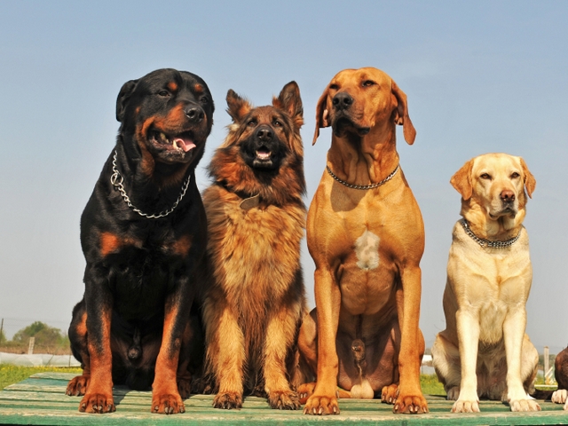 Крупные породы собак в Крымске | ЗооТом портал о животных