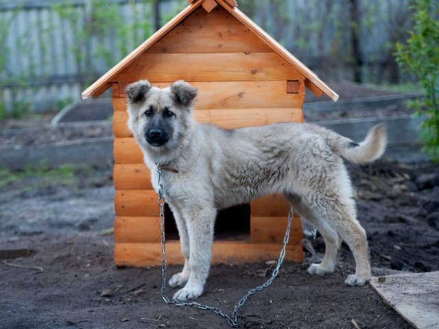 Все о собаках в Крымске Все о собаках в Крымске